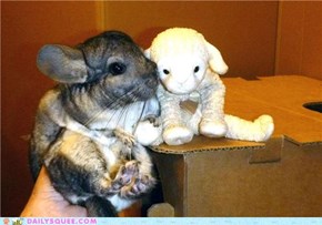Chinchilla Meets a New Friend