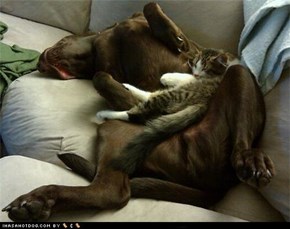 Kittehs R Owr Friends: Bedtime!
