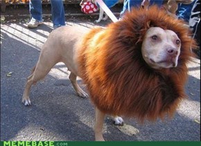 Nope, Still Not a Lion