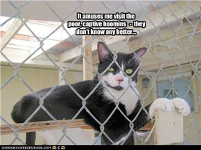It amuses me visit the poor, captive hoomins   -  they don't know any better...