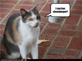 I can has cheezburger?
