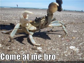 Come at me bro