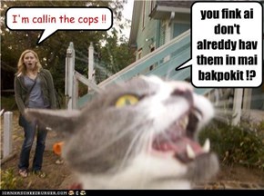 baad cat .. in yor neighbahoood