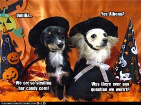 Stealing  the  candy  corn.