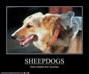 SHEEPDOGS