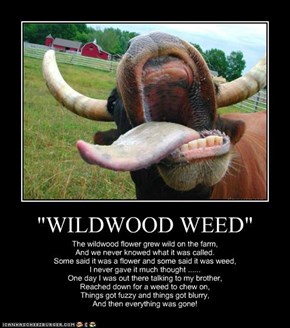 "WILDWOOD WEED"