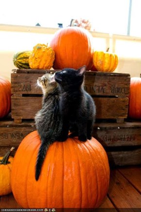 Meowloween Kittehs of teh Day: Pumpkin Pals