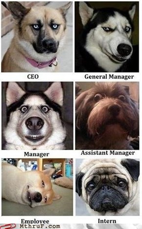 Corporate Hierarchy, Now in "Has a Hotdog" Form