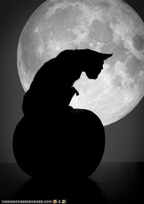 Meowloween Kitteh of teh Day: One More Week!