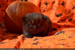 Meowloween Kitteh of teh Day: Ai Iz Nawt Bad Luk, Iz Ai?
