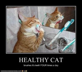 HEALTHY CAT