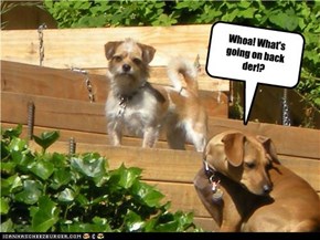 Whoa! What's going on back der!?