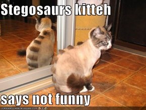 Stegosaurs kitteh  says not funny