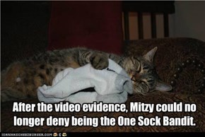 After the video evidence, Mitzy could no longer deny being the One Sock Bandit.