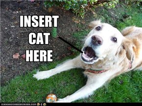 Insert the cat here