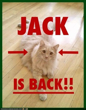 Jack the Cat Is Back!