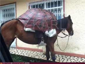 Horses Don't Like Rain Either