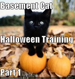 Basement Cat Halloween Training Part 1