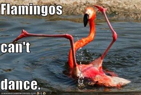 Flamingos   can't dance.