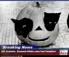 Breaking News - Exclusive:  Basement Kittehs come from Pumpkins!