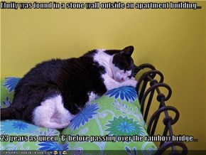 Muffy was found in a stone wall outside an apartment building...  23 years as queen 'B' before passing over the rainbow bridge...