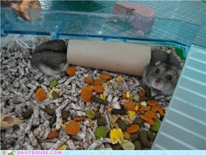 Long Hamster is Longgg