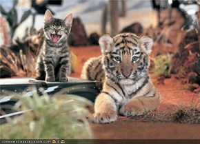 Cyoot Kitteh of teh Day: Friends Come in All Shapes and Sizes