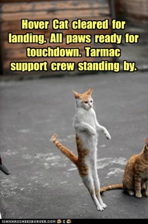 Hover  Cat