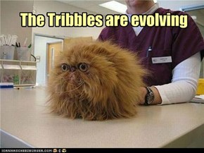 The Tribbles are evolving