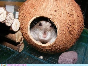 Snug as a hamster in a coconut shell