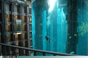 Radisson Hotel in Berlin, the elevator is surrounded by a giant fish tank. It's cleaned daily by professional divers