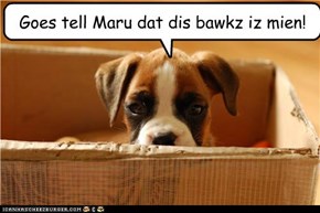 Goes tell Maru dat dis bawkz iz mien!