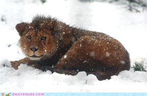 Snow Lion IRL