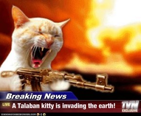 Breaking News - A Talaban kitty is invading the earth!