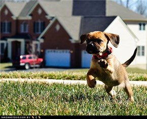 Cyoot Puppeh ob teh Day: Here I Come to Save The Day!