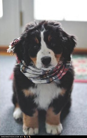 Cyoot Puppeh ob teh Day: Scruffy Scarf