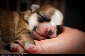 Cyoot Puppeh ob teh Day: Handful of Snoozin'