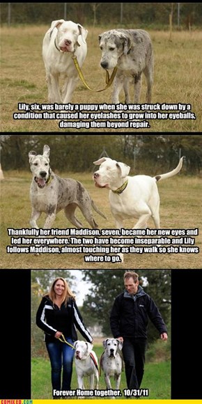 Happy Tails