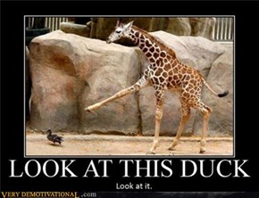 LOOK A THIS DUCK