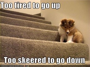 Too tired to go up  Too skeered to go down