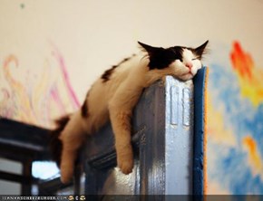 Cyoot Kitteh of teh Day: Dis Caturday, Iz Sleepin' in No Matter Wut!