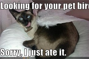 Looking for your pet bird?  Sorry, I just ate it.