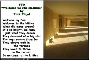 "Welcome To The Kitties" (TTO "Welcome To The Machine" by Pink Floyd)