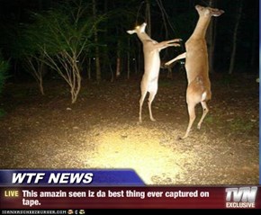WTF NEWS - This amazin seen iz da best thing ever captured on tape.
