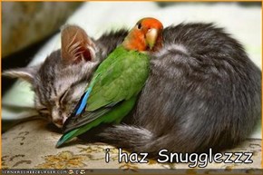 i haz Snugglezzz