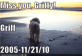 Miss you, Griffy! Griff 2005-11/21/10