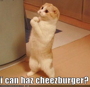 i can haz cheezburger?
