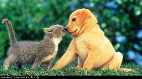 Kittehs R Owr Friends: Love Bitez!