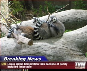 Breaking News - Lemur Limbo Competition fails because of poorly installed limbo pole
