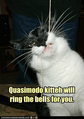 Quasimodo kitteh